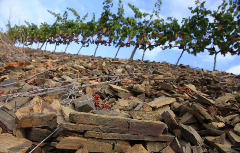 「产区」这些产区，它们的土壤很特别