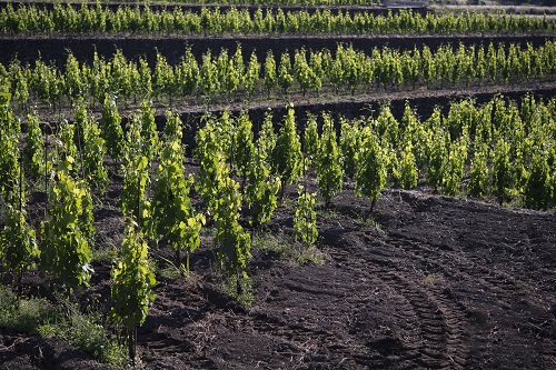 「产区」这些产区，它们的土壤很特别