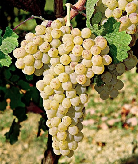 克里特岛本地品种的复兴