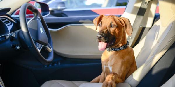 特斯拉正研发“狗狗模式” 保护留在车内的宠物狗安全