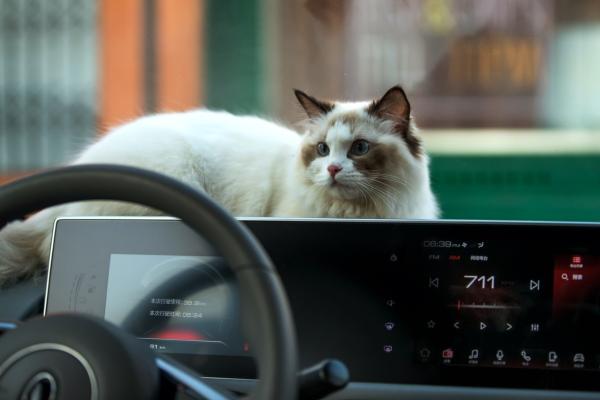 欧拉白猫正式上市售价7.58万-8.88万元