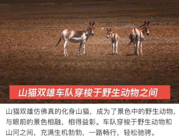 试驾山猫双车型 深入探索藏地风情