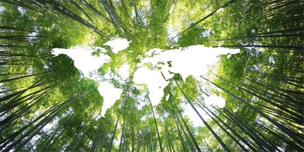 世界绿化面积多了一个亚马逊雨林：中国贡献最大 植树计划和集约种植立大功