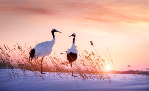 物种日志|《哪吒》太乙真人的坐骑原定并不是猪，而是它……