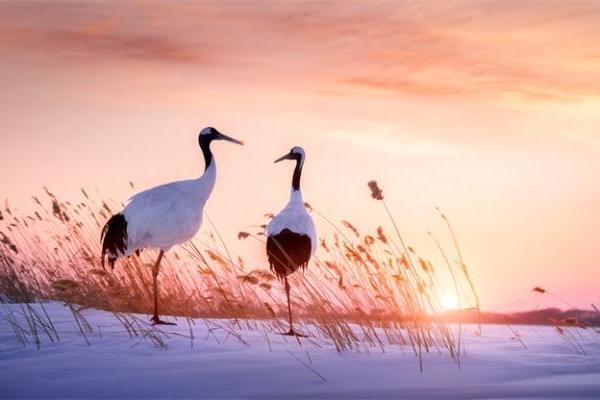 物种日志|《哪吒》太乙真人的坐骑原定并不是猪，而是...