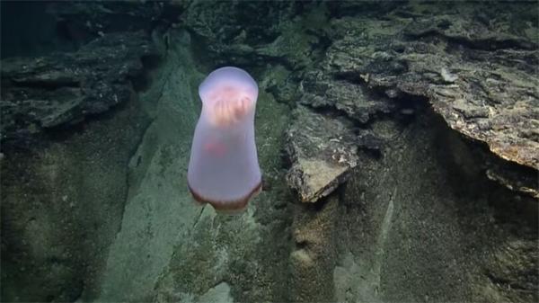 探险者在太平洋深处发现神秘水母 宛如幽灵飘荡还会变形