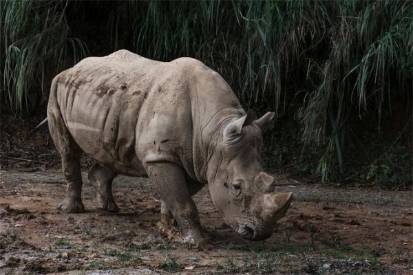 最新研究：人工胚胎有可能会拯救濒临灭绝的北方白犀牛