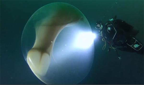 罕见！科学家发现巨型鱿鱼卵囊 卵中生物很像是入侵地球的外星人