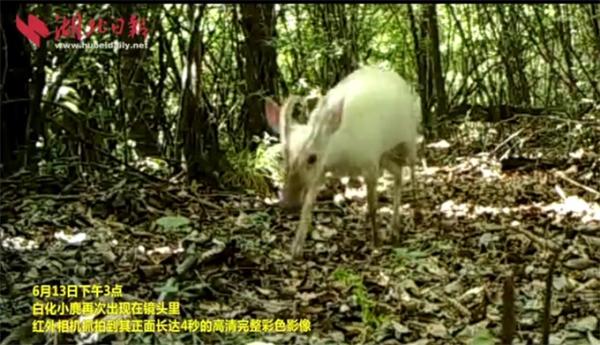 神奇！神农架罕见动物现身 70年“白化之谜”至今未解