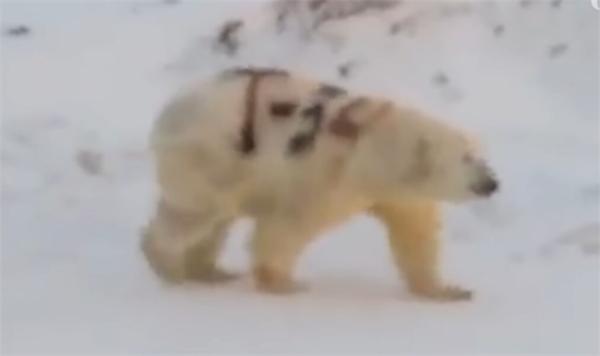 丧心病狂！北极熊身上被涂字 栖息地遭人类霸占现在又失去保护色