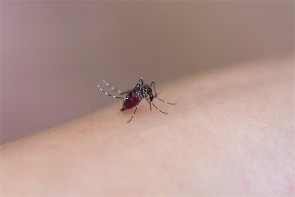 研究人员发现神奇新机制：蚊子居然能用腿部“试毒 ”