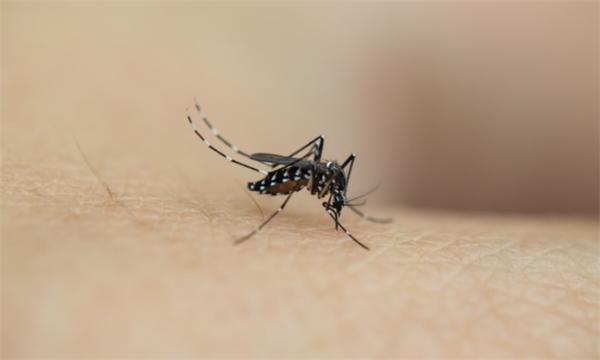 《自然》报告了坏消息：传播疟疾的蚊子，杀虫剂杀不死