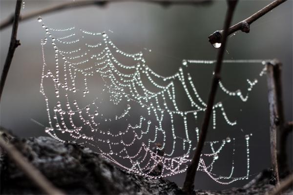变身蜘蛛侠科学家开发出超强韧人造蜘蛛丝用细菌水凝胶纤维制成