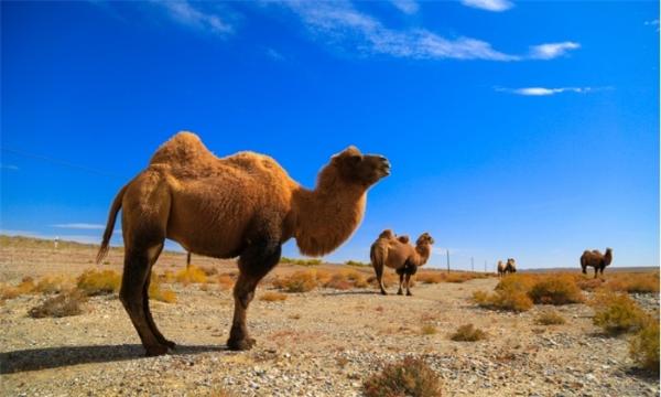 澳5天杀5000头骆驼！因严重威胁饮水、植被还大量排放二氧化碳