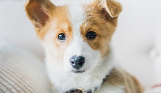 试管克隆狗二胎产下7只狗宝宝 下一步就是克隆已灭绝的猛犸象