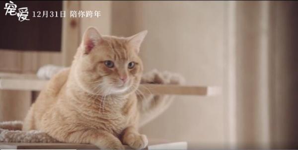 电影“槽报”丨《宠爱》：建国后不能成精的动物都在这儿了