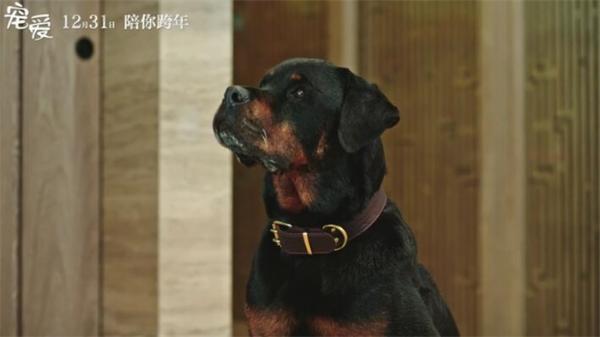 电影“槽报”丨《宠爱》：建国后不能成精的动物都在这儿了