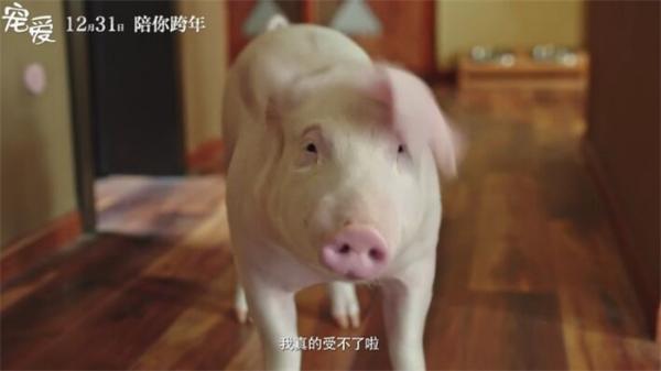电影“槽报”丨《宠爱》：建国后不能成精的动物都在这儿了