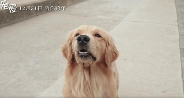 电影“槽报”丨《宠爱》：建国后不能成精的动物都在这儿了