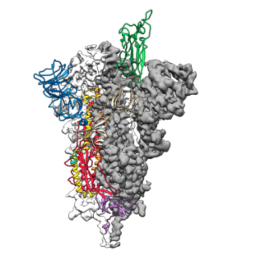 研制疫苗关键一步！美国创建首个新冠病毒3D原子图 三位诺贝尔奖得主参与