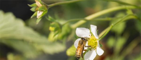 科学家警告：50万种昆虫面临灭绝或给人类带来灾难性后果！