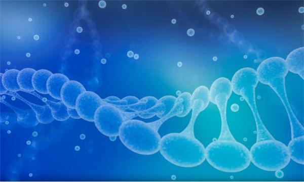 人类心脏发育的空间细胞图谱绘制成功 样本有限不再是基因研究障碍