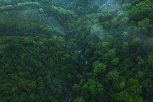 从吸收变排放？热带雨林吸收碳的能力早已经开始下降！