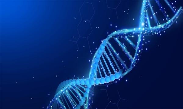 研究人员使用CRISPR-HOT新技术“涂色” 可在类器官中实现快速可靠的基因敲入