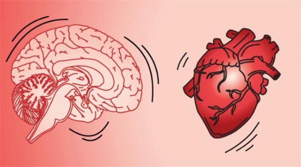 【大脑】心脏跳动时大脑也跟着抖一抖 有助于科学家对不同神经元进行准确分类