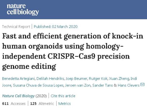 研究人员使用CRISPR-HOT新技术“涂色” 可在类器官中实现快速可靠的基因敲入