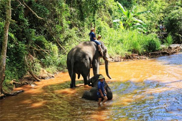 惨！游客骤减面临“失业”，泰国上千头大象挨饿