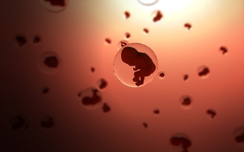 《Cell》新研究：为了观察胚胎发育，科学家制造了一个“虚拟胚胎”