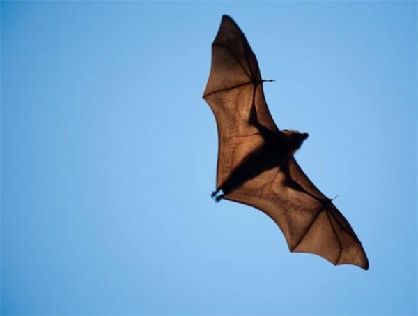 首次在蝙蝠体内发现6种全新的冠状病毒，但与新冠、SARS无密切关系