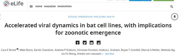 研究显示：蝙蝠超级免疫系统能完美适应冠状病毒，飞行或是一大优势