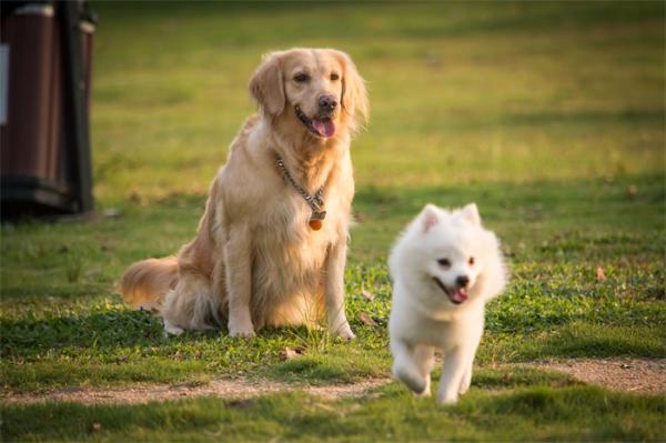 狗生巅峰！8岁治疗犬获博士学位：参加过7500多次心理咨询，帮千人摆脱焦虑