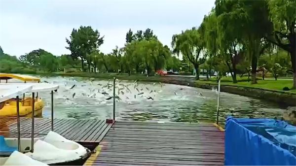 如同下饺子！玄武湖公园现群鱼跳跃奇观 原来是产卵期遇上了缺氧的梅雨季