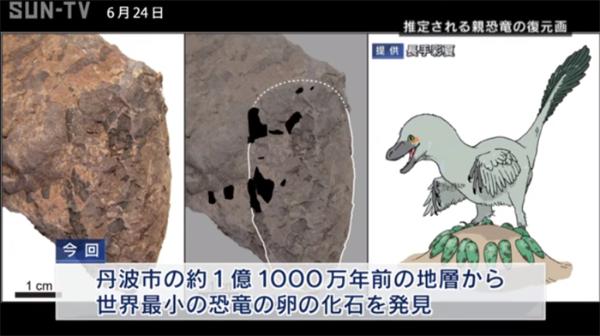 距今1.1亿年！日本发现最小恐龙蛋化石 重仅10克估计是小兽脚类动物