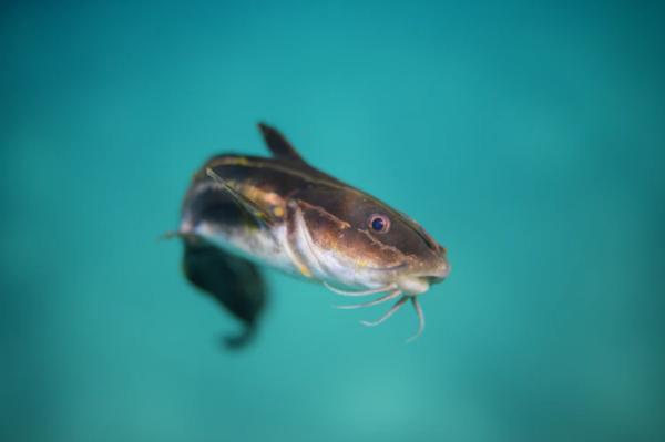 在进化过程中，水里生活的鱼类是怎样来到陆地上的？