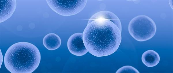 见微知著！科学家用干细胞造出类胚胎模型 观察人体发育的“蓝图”