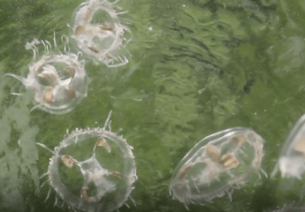 水质太好！桃花水母现身云南一景观池 水中“活化石”一次出现360只