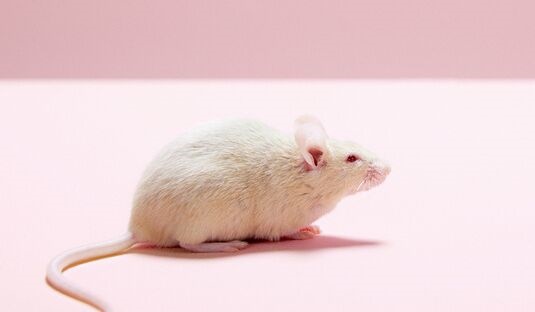 《细胞》发布全新新冠小鼠模型，将加速药物、疫苗开发