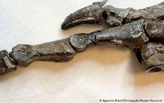 距今1.15亿年！巴西发现新品种恐龙化石 与中国左龙有亲缘关系