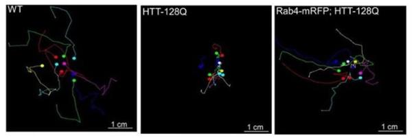 研究揭示亨廷顿氏舞蹈病特殊蛋白质的复杂细节：Rab4或是早期干预治疗靶点