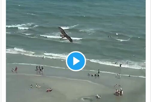 美国海边奇观！巨大老鹰从海中抓起一头鲨鱼 网友：《鲨卷风》成现实了