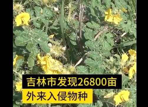破坏力强！吉林现26800亩外来入侵物种黄花刺茄 植株果实有毒蔓延速度极快