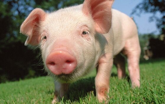 又一批潜在人畜共患流感病毒被发现！科学家对欧洲养猪场1.8万多个样本进行监测