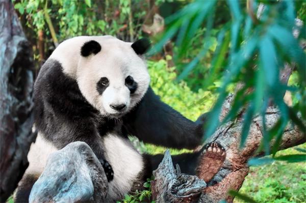 四川土地岭首次拍到野生大熊猫，还有多种其它野生动物