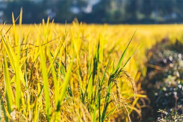 粮食危机|联合国:世界濒临至少50年来最严重粮食危机,全球近7亿人处于饥饿状态