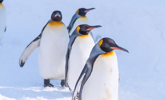 从太空中捕捉到便便照，科学家找到了一群藏得极深的帝企鹅