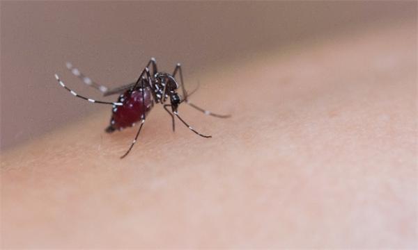 转基因不会灭绝人类，但也许能彻底消灭蚊子